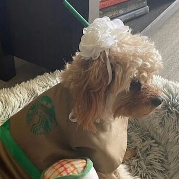 new Dog Halloween costume coffee starbucks headpiece whip cream Frappuccino - Picture 7 of 10